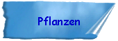 Pflanzen